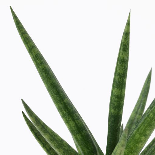 SANSEVIERIA, potted plant with pot, Snake plant, 304.020.34