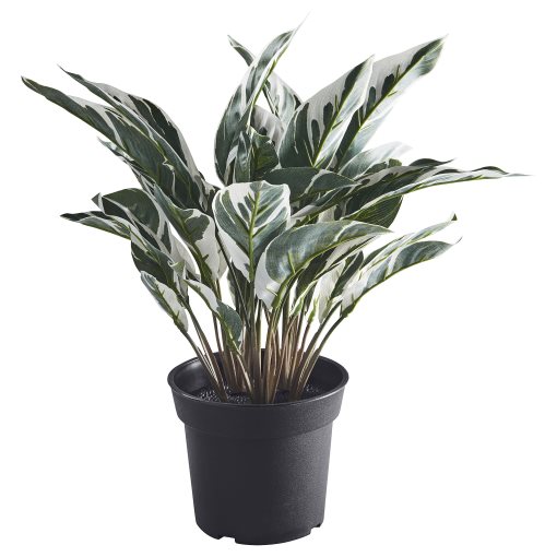 FEJKA, artificial potted plant in/outdoor/Calathea, 15 cm, 305.932.22