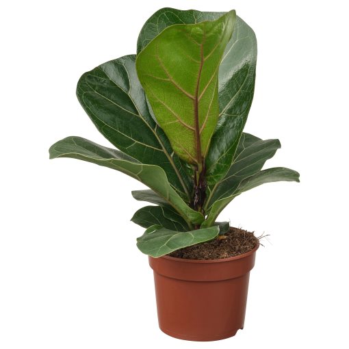FICUS LYRATA, potted plant/Fiddle-leaf fig, 9 cm, 305.986.82