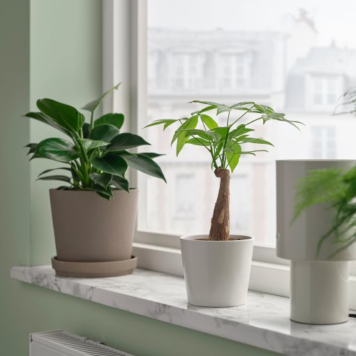 PACHIRA, potted plant/Guinea chestnut, 9 cm, 305.986.96