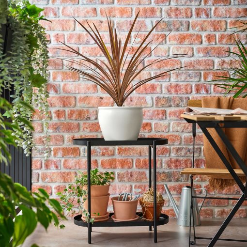 CORDYLINE INDIV, potted plant/Mountain cabbage tree, 17 cm, 306.041.31