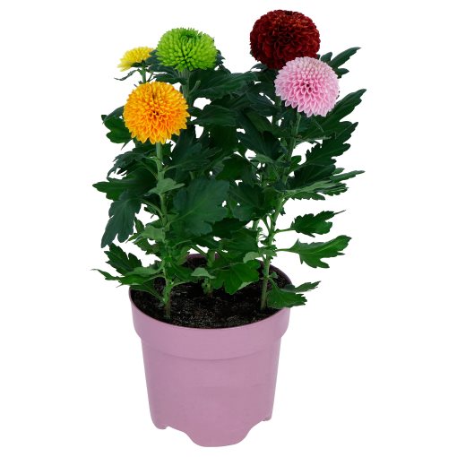 CHRYSANTHEMUM, potted plant/Chrysanthemums, 14 cm, 306.293.77