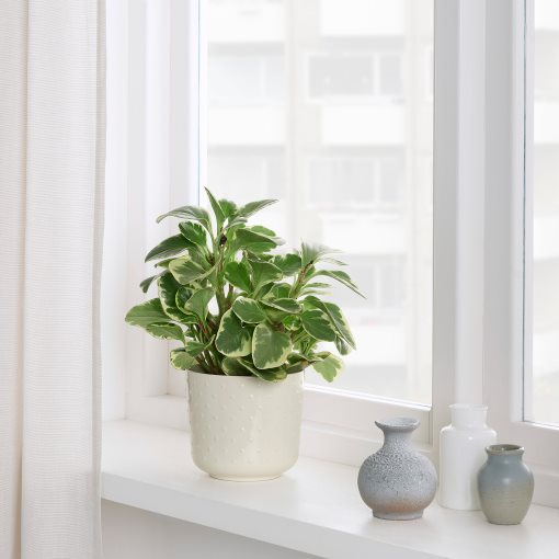 SESAMFRÖN, plant pot in/outdoor, 12 cm, 404.783.54
