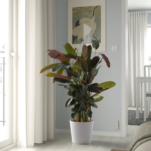 SOJABÖNA, plant pot, 24 cm, 405.335.86