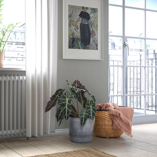 FJÄRILSBUSKE, plant pot/in/outdoor, 24 cm, 405.866.88