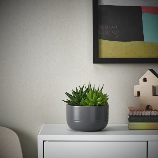 SUCCULENT, potted plant/Succulent, 14 cm, 405.986.86