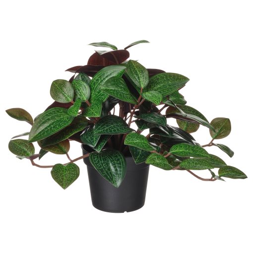 FEJKA, artificial potted plant in/outdoor Jewel orchid, 9 cm, 406.008.68