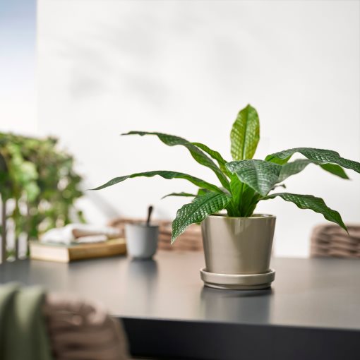 FEJKA, τεχνητό φυτό σε γλάστρα εσωτερικού/εξωτερικού χώρου/φτέρη, 12 cm, 406.008.73