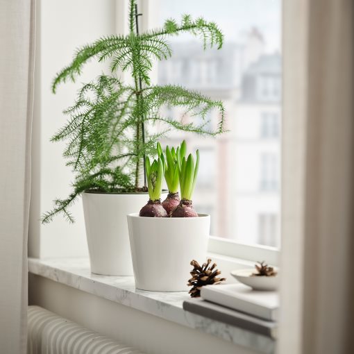 HYACINTHUS, potted plant/3 bulbs Hyacinth, 12 cm, 406.126.25