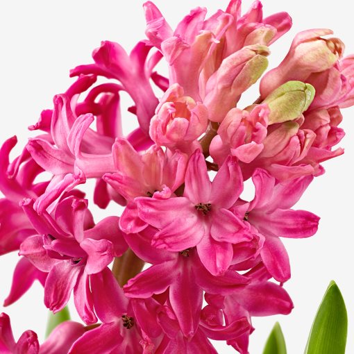 HYACINTHUS, potted plant/3 bulbs Hyacinth, 12 cm, 406.126.25