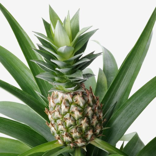 ANANAS, φυτό σε γλάστρα/Ανανάς, 12 cm, 505.281.79