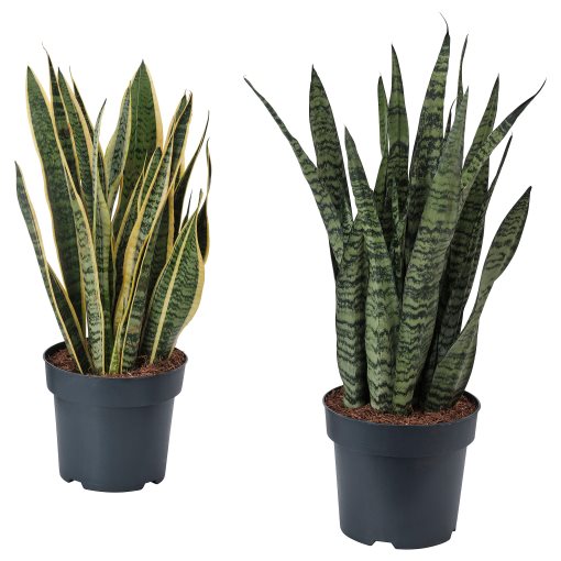 SANSEVIERIA, φυτό σε γλάστρα, 21 cm, 505.975.49