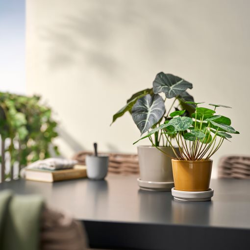 KLOTLÖNN, plant pot with saucer in/outdoor, 9 cm, 505.982.71