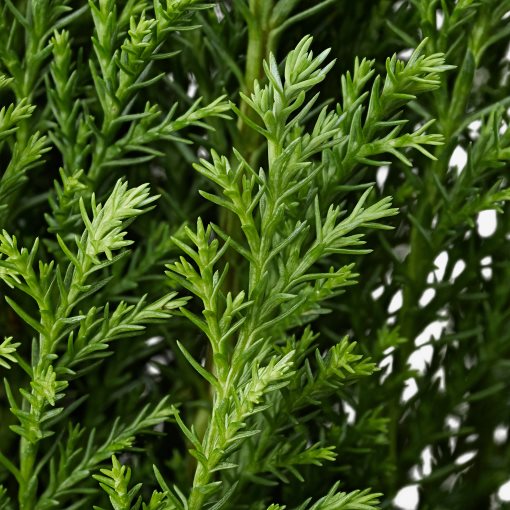 CHAMAECYPARIS, potted plant/False cypress, 10.5 cm, 506.126.01