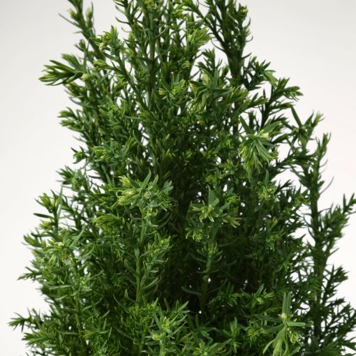 CHAMAECYPARIS, potted plant/False cypress, 10.5 cm, 506.126.01
