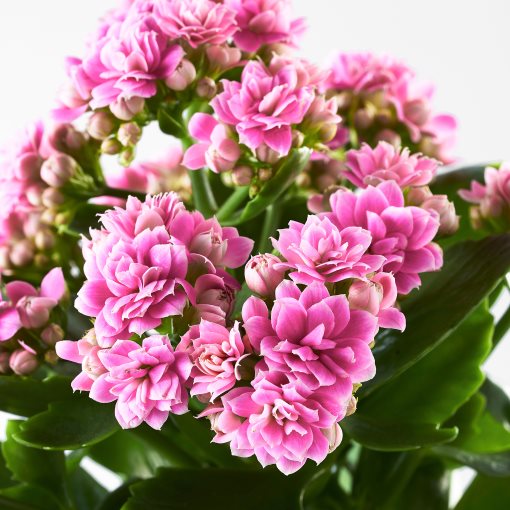 KALANCHOE, potted plant/Flaming Katy, 6 cm, 506.293.38