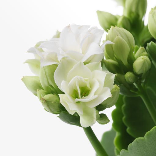 KALANCHOE, potted plant/Flaming Katy, 6 cm, 506.293.38