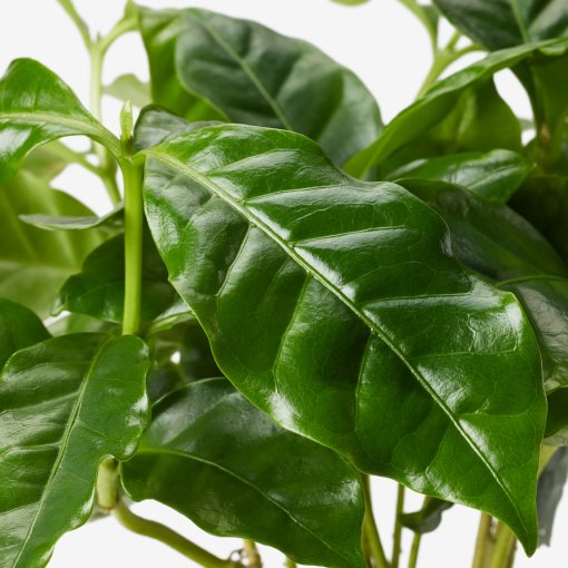 COFFEA ARABICA, potted plant/Coffee plant, 9 cm, 605.834.34