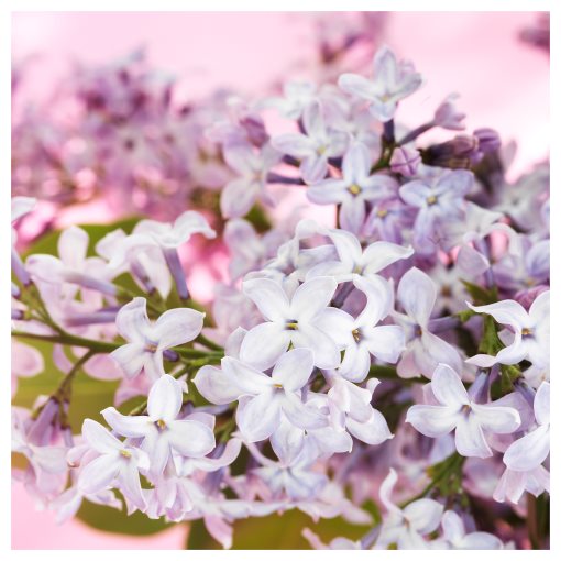 MORKULLA, αρωματικό κερί σε ποτήρι/Πασχαλιά, 12 ώρες, 606.195.98