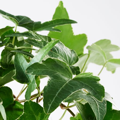 HEDERA HELIX, Φυτό, 668.040.47