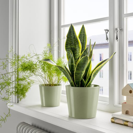 BROKSPIREA, plant pot, 15 cm, 705.865.97