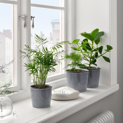 FJÄRILSBUSKE, plant pot/in/outdoor, 12 cm, 705.866.82