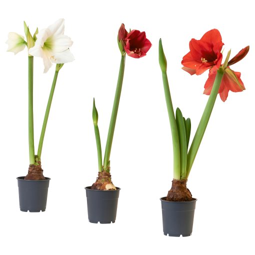 HIPPEASTRUM, potted plant/Amaryllis/2 buds, 13 cm, 706.126.24