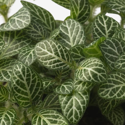 HYPOESTES, potted plant/Pink dot plant, 12 cm, 706.293.37