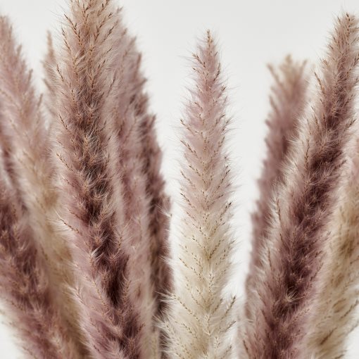 TORKA, dried plants/bunch/reed, 70 cm, 706.381.29