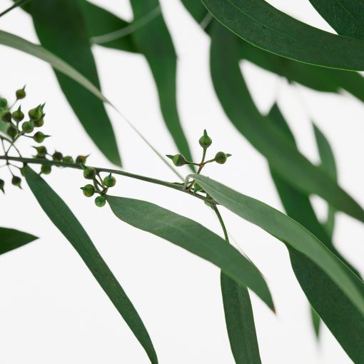 TORKA, dried plants/bunch, 70 cm, 706.381.34