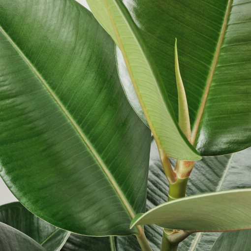 FICUS ELASTICA ROBUSTA, potted plant/2 stems, 27 cm, 804.952.00