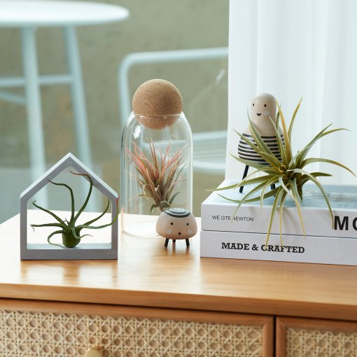 FEJKA, artificial plant/Air plant, set of 3, 805.599.61