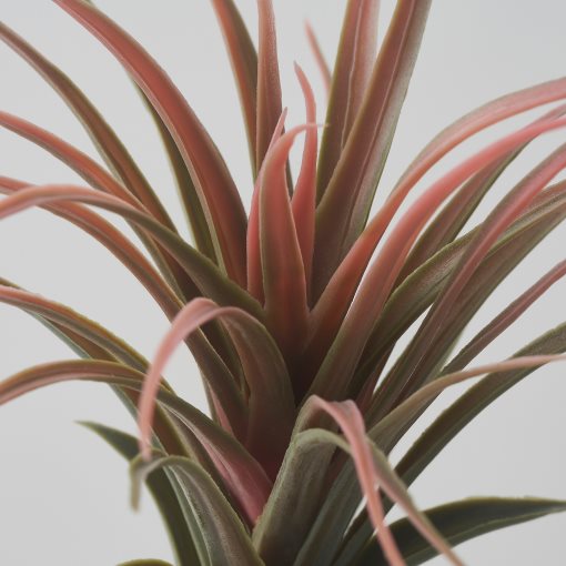 FEJKA, artificial plant/Air plant, set of 3, 805.599.61