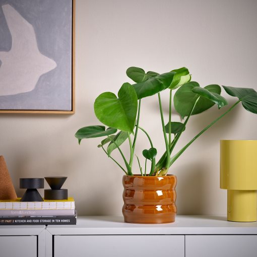 HASSELBUKETT, κασπό εσωτερικού/εξωτερικού χώρου, 12 cm, 806.218.21