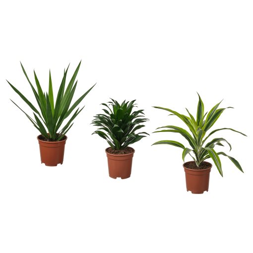 TROPISK, φυτό σε γλάστρα, 17 cm, 905.986.79