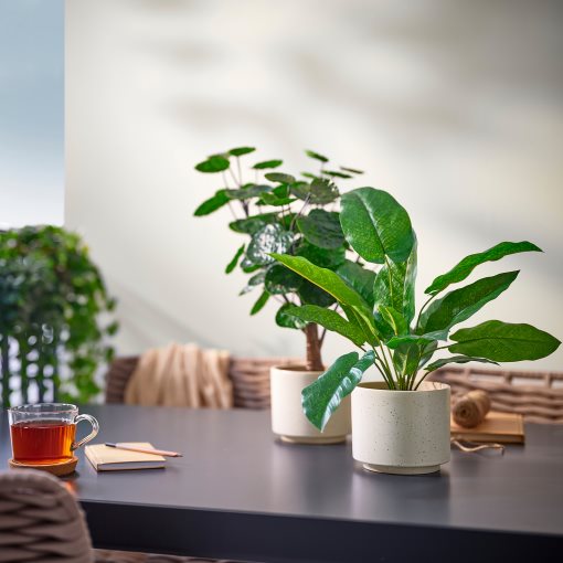 SANDKÖRSBÄR, plant pot in/outdoor, 12 cm, 906.218.25