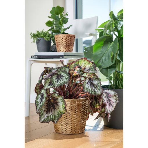 FRIDFULL, plant pot, 19 cm, 906.282.85