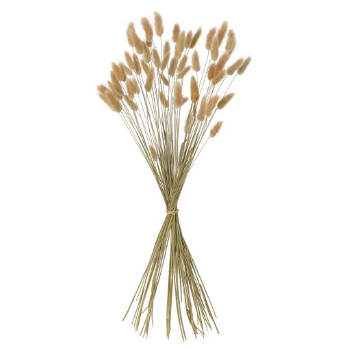 TORKA, dried plants/bunch, 70 cm, 906.381.33