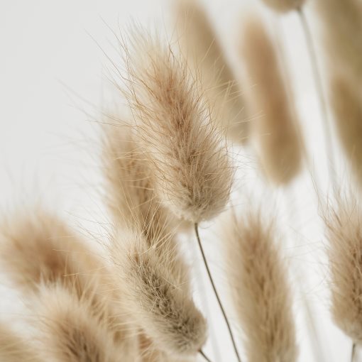 TORKA, dried plants/bunch, 70 cm, 906.381.33