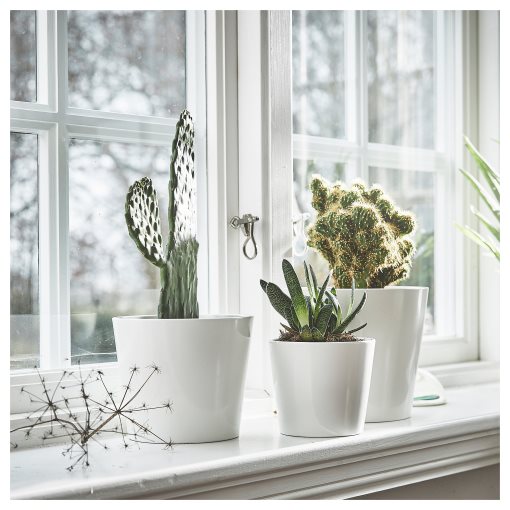 SOJABÖNA, plant pot, 12 cm, 005.335.88