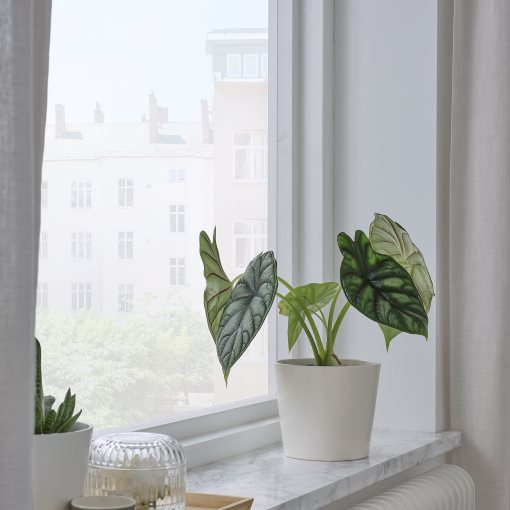 SOJABÖNA, plant pot, 12 cm, 005.335.88