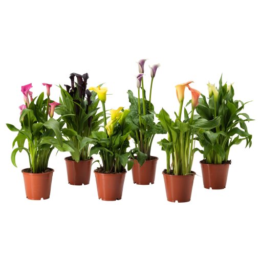 ZANTEDESCHIA, φυτό σε γλάστρα/Κρίνος, 14 cm, 006.239.99