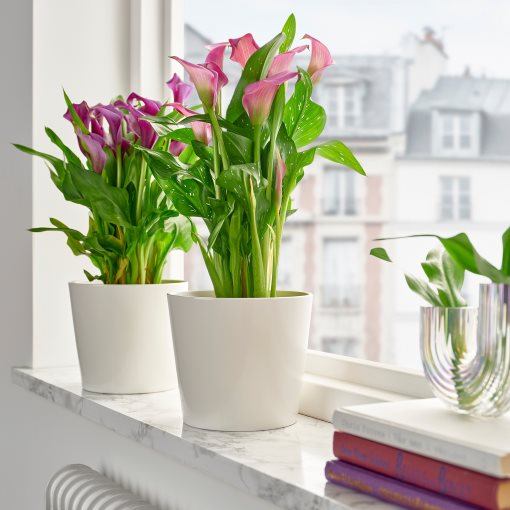 ZANTEDESCHIA, φυτό σε γλάστρα/Κρίνος, 14 cm, 006.239.99