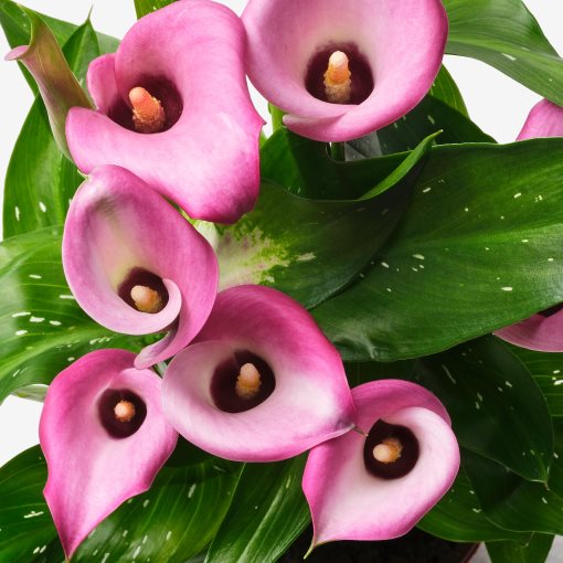 ZANTEDESCHIA, φυτό σε γλάστρα/Κρίνος, 14 cm, 006.239.99