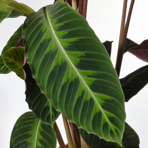 CALATHEA, potted plant, Calathea, 102.588.29