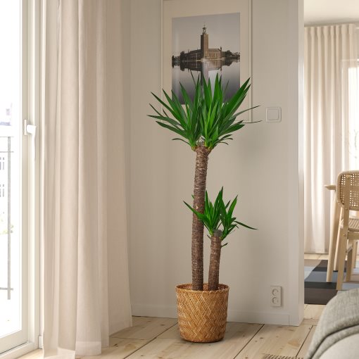 YUCCA ELEPHANTIPES, potted plant, Spineless yucca/2-stem, 103.293.08