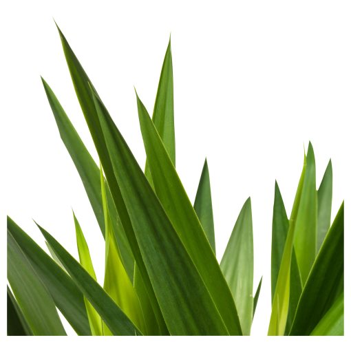YUCCA ELEPHANTIPES, potted plant, Spineless yucca/2-stem, 103.293.08