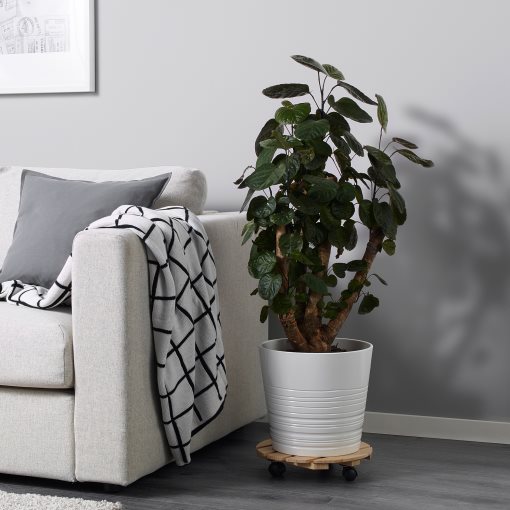 POLYSCIAS, potted plant/assorted, 24 cm, 203.874.11