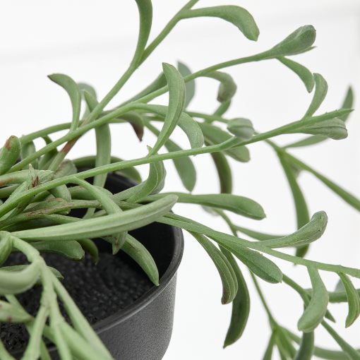 FEJKA, τεχνητό φυτό σε γλάστρα εσωτ./εξωτ. χώρου/παχύφυτο κρεμαστό, 9 cm, 205.084.08