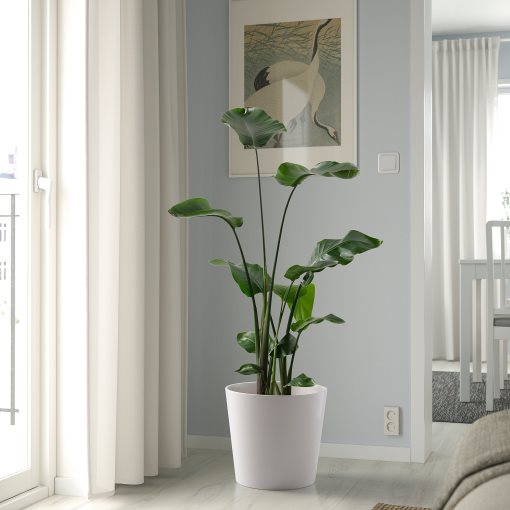 SOJABÖNA, plant pot, 32 cm, 205.335.92
